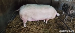 porci 300-400 kg - imagine 2
