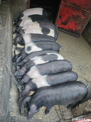 BAZNA de BAZNA, 4 luni de viață!