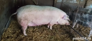 porci 400 kg