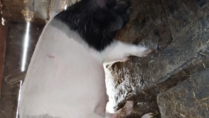 Vând porc 150 kg  - imagine 2