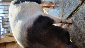 Vând porc 150 kg  - imagine 4