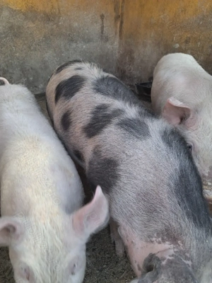 de vânzare 3 masculi 28..35 kg rasă marele alb și petrean ofer transport 