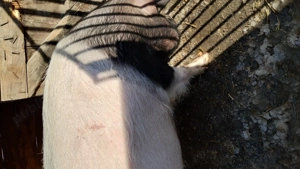 Vând porc 150 kg  - imagine 3