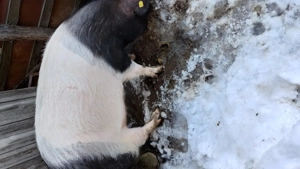 Vând porc 150 kg  - imagine 5