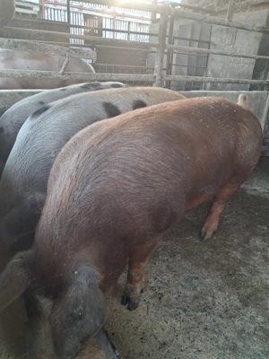 de vânzare 4 masculi 90..120 kg rasă duroc ofer transport 