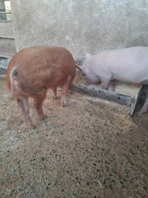 de vânzare 2 purcei de 10 săptămâni ofer transport 
