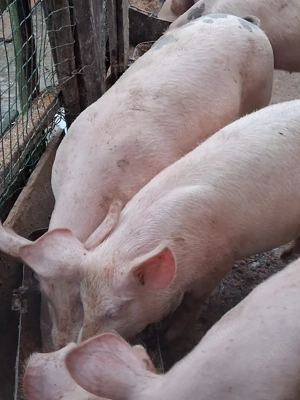 Porci de vanzare 