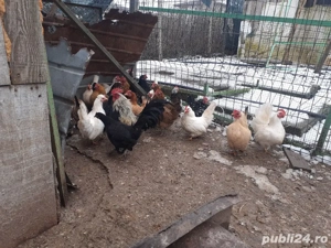 vand oua de incubat din cocosi Chaboo+ puicute chaboo+gaini pitice - imagine 3