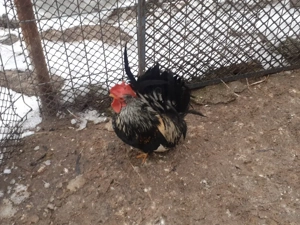 vand oua de incubat din cocosi Chaboo+ puicute chaboo+gaini pitice