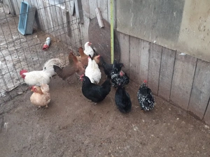 vand oua de incubat din cocosi Chaboo+ puicute chaboo+gaini pitice - imagine 5