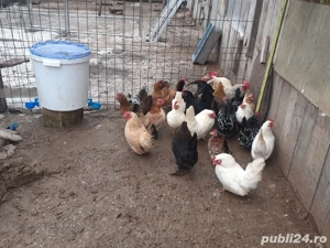 vand oua de incubat din cocosi Chaboo+ puicute chaboo+gaini pitice - imagine 4