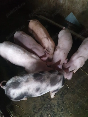 purcei de vânzare  - imagine 3