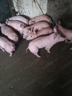 purcei de vânzare  - imagine 2