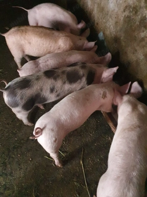 purcei de vânzare  - imagine 4