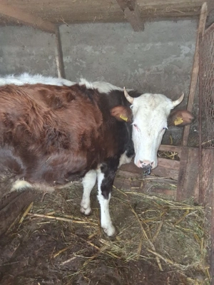 vaci de vanzare gestante - imagine 2