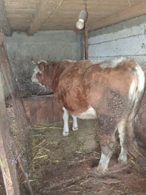 vaci de vanzare gestante - imagine 4