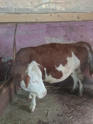 vaci de vanzare gestante