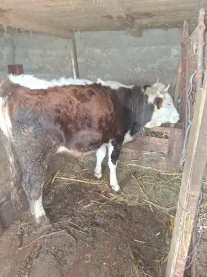 vaci de vanzare gestante - imagine 5