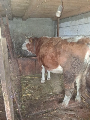 vaci de vanzare gestante - imagine 3