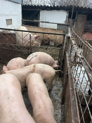 Purcei de vânzare 40 - 45 kg - imagine 5