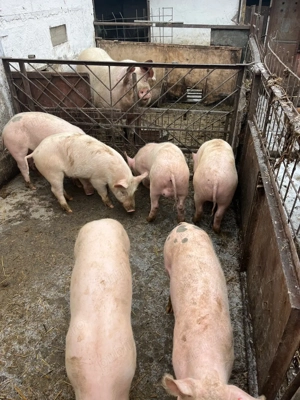 Purcei de vânzare 40 - 45 kg - imagine 3