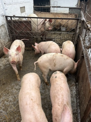 Purcei de vânzare 40 - 45 kg - imagine 2
