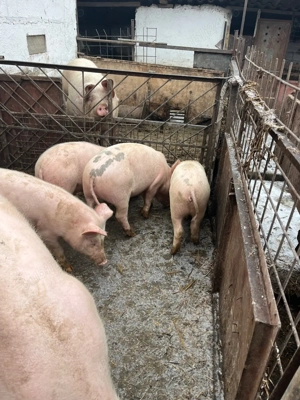 Purcei de vânzare 40 - 45 kg