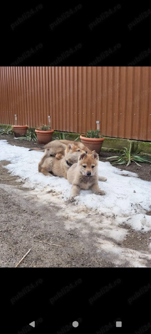 Vând pui lup cehoslovac  - imagine 2