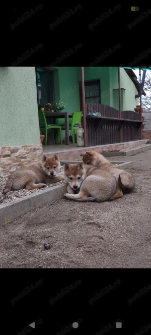 Vând pui lup cehoslovac  - imagine 3