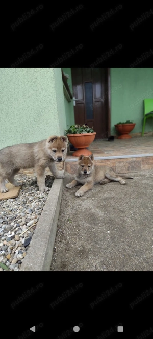 Vând pui lup cehoslovac 