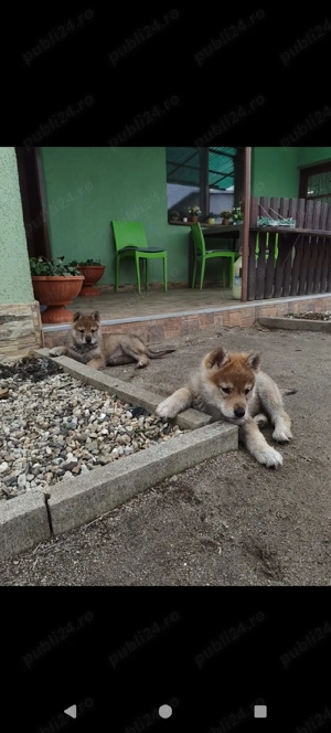 Vând pui lup cehoslovac  - imagine 4