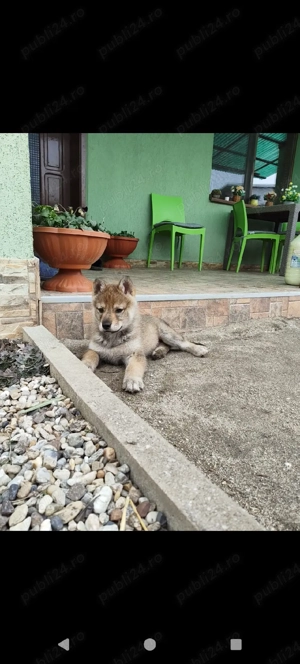 Vând pui lup cehoslovac  - imagine 5