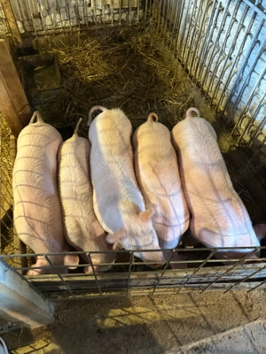 purcei marele alb cu landrace  - imagine 3