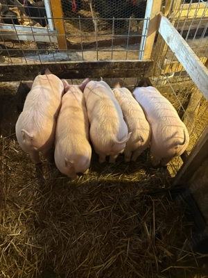 purcei marele alb cu landrace  - imagine 2