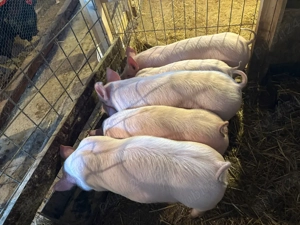 purcei marele alb cu landrace 