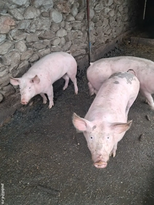 grasuni 70kg - imagine 2