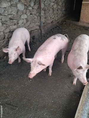 grasuni 70kg - imagine 3