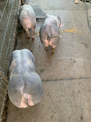 Purcel castrat si scrofite  - imagine 2