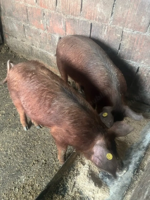 vand pureci - imagine 3