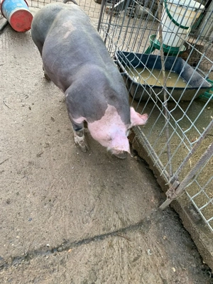 Purcel castrat si scrofite  - imagine 3