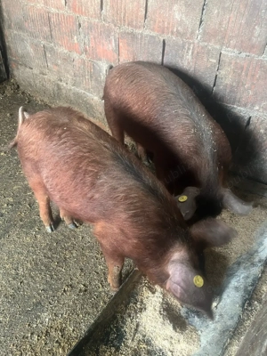 vand pureci - imagine 2