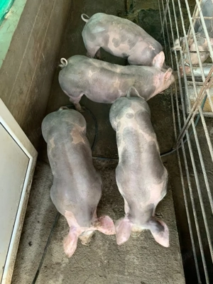 Scrofite pentru reproducere