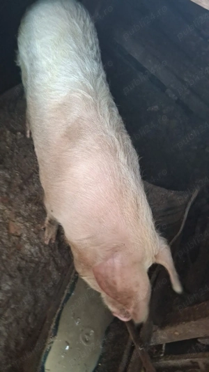 vand purcea  - imagine 3