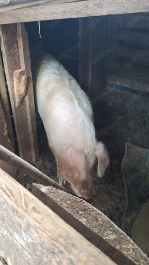 vand purcea  - imagine 2