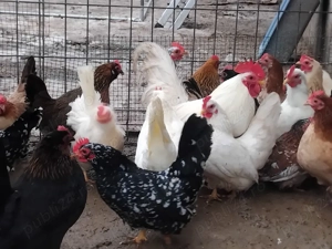 Vand pui de gaina din cocos chaboo si gaini chabo sau pitice. - imagine 3