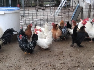 Vand pui de gaina din cocos chaboo si gaini chabo sau pitice. - imagine 5