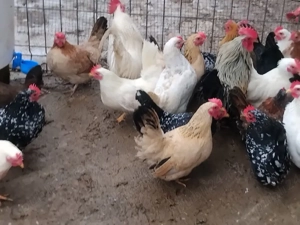 Vand pui de gaina din cocos chaboo si gaini chabo sau pitice. - imagine 2