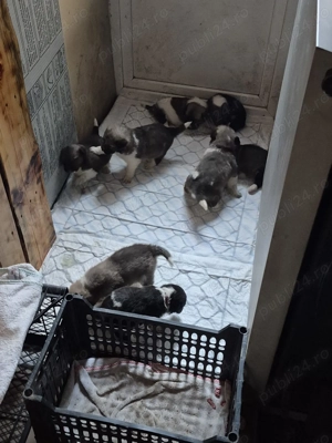 vind puii ciobanesc de bucovina imperechiat  cu kangal  - imagine 4