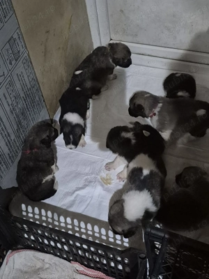 vind puii ciobanesc de bucovina imperechiat  cu kangal  - imagine 3