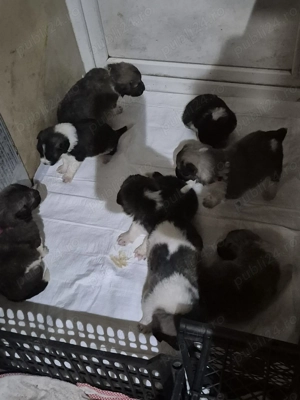 vind puii ciobanesc de bucovina imperechiat  cu kangal  - imagine 2